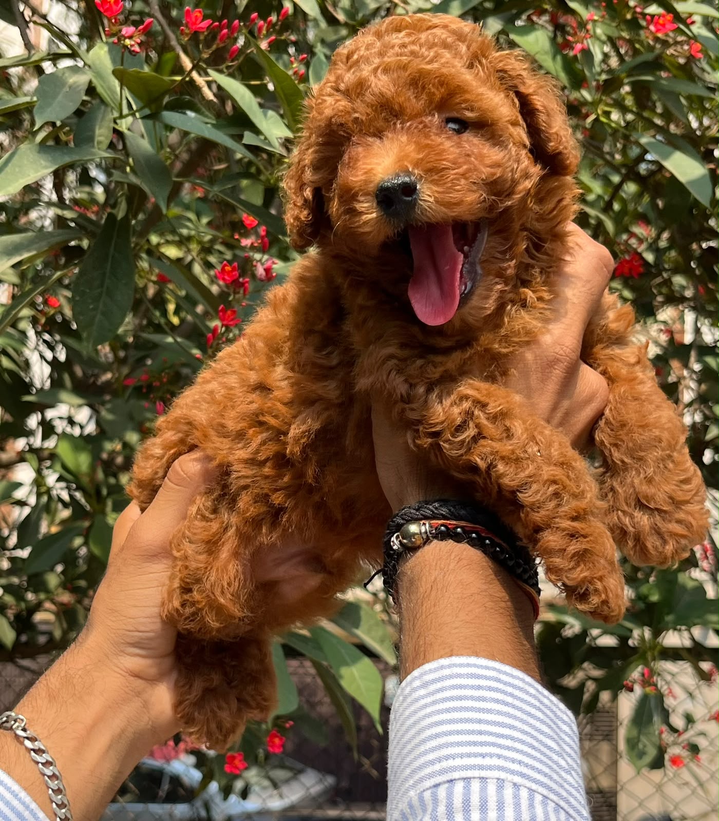 Pet